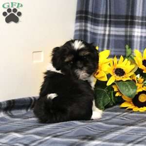 Buster, Shih Tzu Puppy